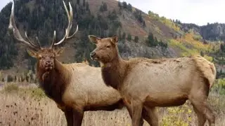 Open reed cow elk call