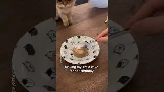 Making my cat a cake for her birthday 👀 #cat #birthday #shorts