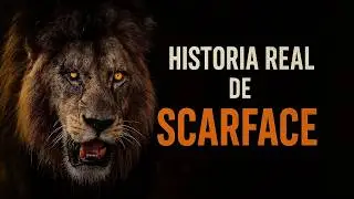 🔥 Scarface: El Le&oacute;n Legendario del Maasai Mara &ndash; La Verda de su historia IMPACTANTE