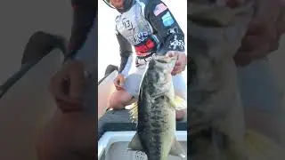 The Big O #13fishing #bassfishing #bassmastereliteseries