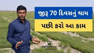 જીરૂ 70 દિવસનું થાય પછી કરો આ કામ | Jeera Seed | Agriscience