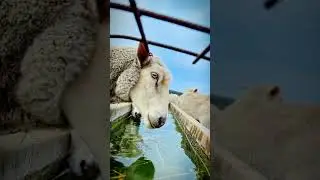 Oddly Satisfying: Hundreds of Sheep Drinking Together@BushLifeSA 