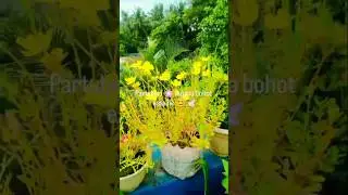 partulaca 🌸plant care 🌸🪴 #flowers #gardening #summarseson flower