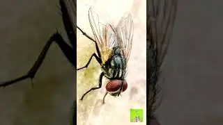 Dancing fly - #shorts