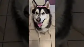 Cat free zone #dogvideo #husky #funnyvideo #funnydog #dogparent #talkingdog #shorts
