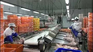 weight sorter machine for whole chicken_automatic weight sorting machine;sorting scale;