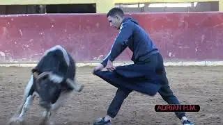 Finca Buenasombra - Suelta de dos vacas de Virgen María y Barcial