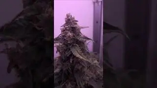 Is This the Future of Hydro Growing? 💧🌿
