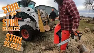 Stihl 018, MS 260 Pro, & MS 400 Cutting Ash Trees!