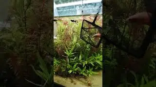 Acclimatation poisson combattant #aquascape #aquarium #fish #poisson #combattant