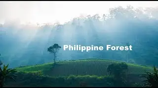 Philippine Forest: Short Clip