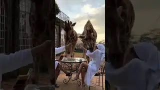 Giraffe Attacks Woman