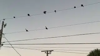 Laughing birds