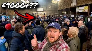 Я пытался купить самого дорогого в мире телёнка...