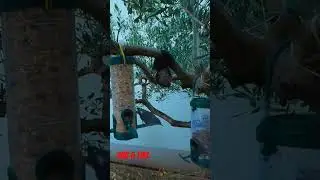 New Big Bird Is Back! MrBeast Bird Not At Feeder To Fight #birdwatching #birdfeedercam