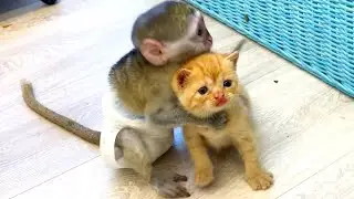 Monkey Susie calms adopted loud meowing kittens
