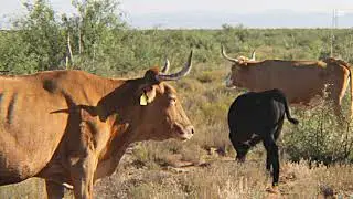Age Progression of the Raramuri Criollo X Brangus project calves, March 2020 to November 2020
