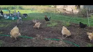 Chickens search for bugs through compost hay #chickens #bugs #farm #homestead #search #compost #hay