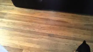 Clappy meerkat puppy