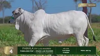 LOTE 4 | CLM 5520