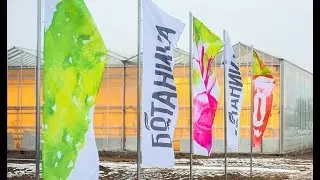 В Волгоградской области открылось новое тепличное производство &laquo;Ботаника&raquo;