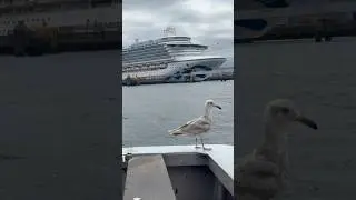 Seagull glides by the 