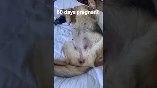 GSD 60 day&rsquo;s Pregnancy! #dogs #germanshepard #shortsvideo#cute