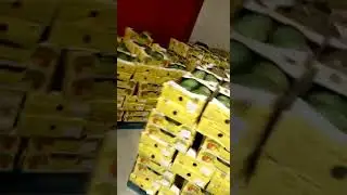 Nkasst company mango exporters pack house operations