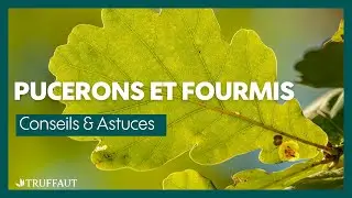 Pucerons et fourmis : Feuilles de fruitiers recroquevill&eacute;es - Truffaut