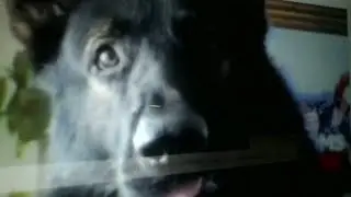 &iexcl;impresionante! PERRO EXPOLICIA REACCIONA CUANDO SU DUE&Ntilde;O DICE ESTUPEFACIENTE