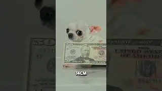 Cel mai mic c&acirc;ine din lume &ndash; Chihuahua Pearl intră &icirc;n Cartea Recordurilor Guinness!