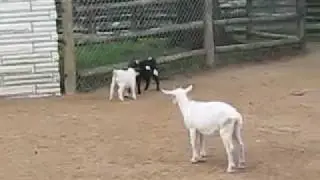 miniature goats fight