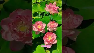 So pretty lotus flowers #shorts​#beautifulnaturalflowers​# shorts feed#flowers #nature #garden#4k