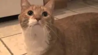 I'm Just a Cat and I'm Doing Cat Stuff for 10 hours