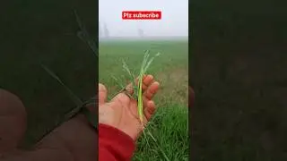 गेहूं के खेतों में #indian #love #plantsofindia #former #kisan #viral #trending #short#indian #love