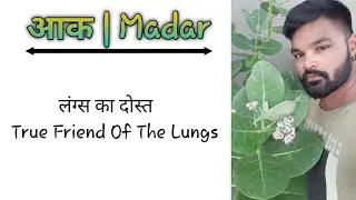 आक के पौधे के फायदे | Benefits Of Madar | आक के पत्तों के फायदे | Madar | Aak Ke Patte Ke Fayde