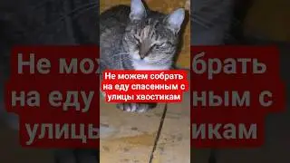 спасаю животных ПОЧЕМУ ЖИЗНЬ ЭТИХ АНГЕЛОЧКОВ ВАМ БЕЗРАЗЛИЧНА?