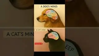 Mind voice of dog and cat 🐈 🐱 #dogmind #catmind #dognature #dogvscat