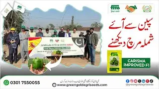 Carisma Improved F1: پاکستان کی ورائٹی، اسپین کی دلچسپی