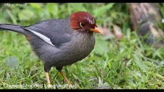 Chestnut hooded laughingthrush (Pterorhinus treacheri)