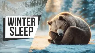 3 Shocking Hibernation Secrets You Won't Believe!