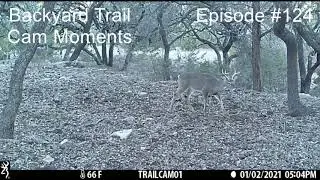 Backyard Trail Cam Moments  Episode #124