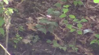 Dragonfly Light Show