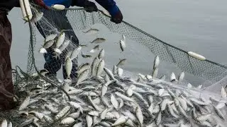 Fish feed and grow | fish farming business in pakistan | catfish baby feed | Entertainment World