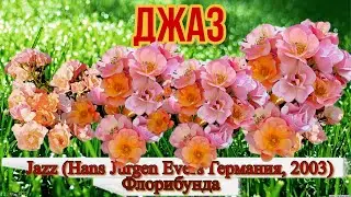 Видео обзор розы Джаз (Флорибунда) -  Jazz (Hans J&uuml;rgen Evers Германия, 2003)