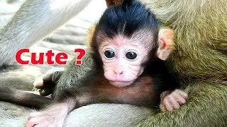What a super cute baby monkey Brittany ! This reason make Tara fall in love and kidnap ?