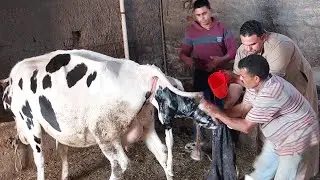الحمد لله بقرتنا ولدت وجابت ام السعد #لحظه ميلاد البقره سبحان الله