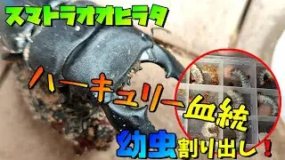 スマトラオオヒラタ：幼虫割り出し！