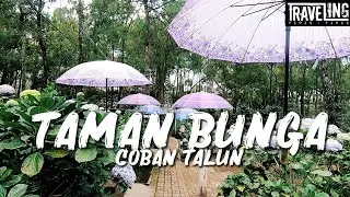 TAMAN BUNGA Coban Talun Batu Malang  Warna-warni Hortensia