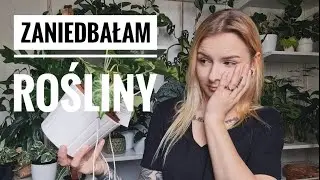 ZANIEDBAŁAM Rośliny - Przegląd SZKÓD 😱